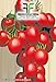 foto 520 C.ca Semi Pomodoro A Grappoli D'Inverno Sel - Galatino - Solanum Lycopersicum In Confezione Originale Prodotto in Italia - Pomodori recensione
