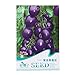foto Kofun viola pomodoro verdure semi bella e Vivid Flower verdure piantare semi 20 pezzi/1 borsa, Purple Tomato, 1 Bag recensione