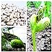 foto Pinkdose 10pcs / bag mini Giappone fagioli semi con parole scherza il regalo bonsai semi magici semplice pianta in vaso DIY casa e giardino ortaggi semi recensione
