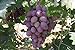 foto Pinkdose Semi d'uva, Arcobaleno anziani Cortile piante, semi delizioso frutto, 100 particelle/bag: 3 recensione