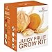 foto Juicy FRUTTA SEME Kit per far crescere SCATOLA REGALO DA Thompson & Morgan - 5 Fresh flavoursome FRUTTA to Grow ;Fragola,melone ,Rabarbaro ,Physalis & Pomodoro SEMI recensione