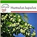 foto SAFLAX - Luppolo - 50 semi - Con substrato - Humulus lupulus recensione