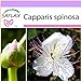 foto SAFLAX - Cappero - 25 semi - Capparis spinosa recensione