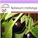 foto SAFLAX - Melanzana - 20 semi - Solanum melonga recensione