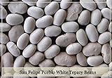San Felipe Pueblo Bianco tepary fagioli Semi, Phaseolus acutifolius - Fagioli rampicanti foto, nuovo 2024, miglior prezzo EUR 10,99 recensione