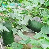 SEMI PLAT firm-20pcs Super Big melone d'inverno Semi Porcellana Alta Yieldgourd gigante inverno melone Vegetable Seed Giardino delle piante foto, nuovo 2024, miglior prezzo EUR 12,99 recensione
