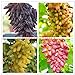 foto Shoopy Star 9: 50 pezzi/sacchetto Raro semi d'uva a dita Frutta avanzata Crescita naturale uva Deliziosa recensione