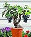 foto Pinkdose Grande vendita!Â Bonsai di vite d'uva in miniatura, 50 pz/pacco, pianta d'appartamento, frutta bonsai, piante grasse bonsai di frutta biologica: 2 recensione