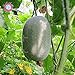 foto 10PCS Mini melone d'inverno (Benincasa hispida) sementi biologiche vegetali commestibili inverno semi del melone a casa palestra di roccia Piante recensione