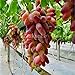 foto Pinkdose Bonsai d'uva in miniatura - Patio Syrah - Vitis Vinifera - Pianta d'appartamento - 20 pezzi - Bonsai di frutta: 6 recensione