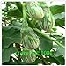 foto Pinkdose Melanzane, Semi variopinti Piuttosto Melanzana, Non transgenici Verdure Semi - 100 Particelle Seed: Bianco recensione