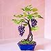 foto Pinkdose Grande vendita!Â Bonsai di vite d'uva in miniatura, 50 pz/pacco, pianta d'appartamento, frutta bonsai, piante grasse bonsai di frutta biologica: 5 recensione