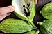 foto Caigua 10 Semi (pronunciato Kai-wa) Ediblefruit, semi, e Leaves.very cetriolo Rare recensione