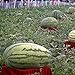 foto Visa Store Davitu 30Pcs Semi di anguria gigante Re nero di tiranno Super Sweet Watermelon Seeds Garden Fruit recensione