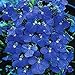 foto PLAT FIRM Germinazione I semi PLATFIRM-Lupin The Seeds Governatore Flower (Lupinus polyphyllus) 50 + Semi recensione