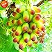 foto Pinkdose Promozione! 100 pc/lotto di bellezza Finger pianta uva Bonsai avanzata di frutta naturali Crescita Uva dolce Kyoho Garden, 9U0W8I recensione