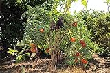 Portal Cool 150 semi Solanum torvum O Albero di spedizione libero della melanzana foto, nuovo 2024, miglior prezzo  recensione