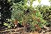 foto Portal Cool 150 semi Solanum torvum O Albero di spedizione libero della melanzana recensione