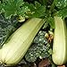 foto Zucchino bianca di Trieste (Semente) recensione