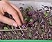 foto Microgreens - Ravanello - foglie giovani dal sapore unico - semi recensione