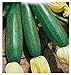 foto 40 C.ca Semi Zucchino Ambassador Hybrid - Cucurbita Pepo In Confezione Originale Prodotto in Italia - Zucchine recensione