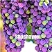 foto Pinkdose Saldi!Â 100 pz Piante d'uva Nero Uva Albero bonsai Cresce Frutta Bonsai Piante non OGM Cibo commestibile balcone piante da giardino in vaso: 10 recensione