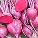 foto Shoopy Star 100 + Seeds: Barbabietola Seed: Merlin barbabietola seme semi fresco !!!!!!! recensione