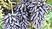 foto Pinkdose 50 pc/sacchetto di uva bonsai in miniatura della vite bonsai frutta biologica bonsai piante succulente pietanze dolci facili piante a crescere per gard: Multi-Colored recensione