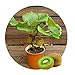 foto Kiwi semi della frutta, piante in vaso, MIN albero nutrizione è ricca, bella, bonsai, seme di verdure melone - 10 pc / lotto recensione