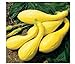 foto 20 semi inizio estate Crookneck Zucchino estivo giallo dorato Heirloom Cream precoce recensione
