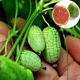 BigFamily 10pcs mini semi di anguria molto dolce succo di frutta giardino di casa cortile prezioso foto, nuovo 2024, miglior prezzo EUR 3,68 recensione