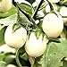 foto Semi di uova d'uovo di melanzane - Solanum melongena recensione