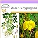 foto SAFLAX - Arachide - 8 semi - Arachis hypogaea recensione