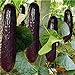 foto Pinkdose bonsai 100 pezzi rari viola cetriolo giapponese nero semi di cetriolo lunghi per la casa giardino semi verdure sane piante non-OGM recensione