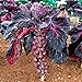 foto Pinkdose Viola semi di ortaggi semi di cavolo di Bruxelles germogli di cavolo mini mille teste per la casa pianta da giardino - 200pcs / lot recensione
