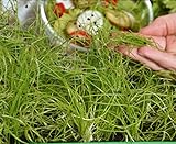 Microgreens - Cipolla invernale - foglie giovani dal gusto eccezionale - semi foto, nuovo 2024, miglior prezzo EUR 4,09 recensione