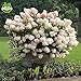 foto 50 semi di vaniglia Fragola ortensia fiori per piantare in vaso o terreno facile da coltivare semi di fiori come bonsai o albero recensione