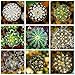 foto Pinkdose 100PCS 12 Tipi Misti Piante Succulente Cactus Piante Piante Bonsai Case vegetali Giardinaggio Vasi di Fiori Balcone Fiori Best-Sellin: Misto recensione