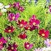 foto Pinkdose Bonsai Primavera Semina Cosmo sanghua compresse per Inviare Fiori fertilizzanti Mare Giardino Paesaggio Fiori Verdi 100pcs (bo Si ju): 1 recensione