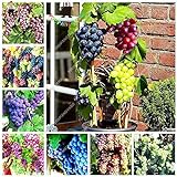 Shoopy Star Multi-Colored: 50 pezzi/bag Miniature Grape Vine Organic seeds arcobaleno semi d'uva Pianta succulenta foto, nuovo 2024, miglior prezzo  recensione