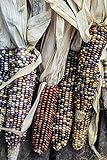 Corn ornamentale, semi di mix di mais ornamentali - Zea mays foto, nuovo 2024, miglior prezzo EUR 2,49 recensione