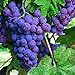 foto Pinkdose 30seds / bag seme fertilizzante frutto di semi d'uva frutta balcone in vaso 5: 5 recensione