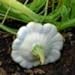 Foto Ufo Zucchini Weiß 10 Samen Rezension