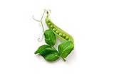 Pea Seeds for Planting - Sprouting - Microgreens - Oregon Sugar Pod II - About 100 Vegetable Seeds! Photo, new 2024, best price $6.99 review