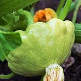 TomorrowSeeds - Benning's Green Tint Patty Pan Seeds - 60+ Count Packet - Bush Scallop Summer Squash Patisson Scallopini Vegetable Seed Photo, new 2024, best price $8.80 ($0.15 / Count) review