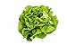 Photo 500 Buttercrunch Lettuce Seeds for Planting - Heirloom Non-GMO Vegetable Seeds for Planting - Hydroponics - Microgreens - AKA Butterhead Lettuce, Boston Lettuce, Bibb Lettuce review