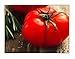 Photo 250 Beefsteak Tomato Seeds | Non-GMO | Fresh Garden Seeds review