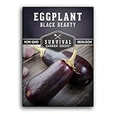 Survival Garden Seeds - Black Beauty Eggplant Seed for Planting - Packet with Instructions to Plant and Grow Bell-Shaped Dark Purple Eggplant in Your Home Vegetable Garden - Non-GMO Heirloom Variety Photo, new 2024, best price $4.99 review