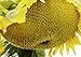 Photo 25 Seeds (NS) Sunzilla Sunflower review