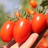 Roma Tomato Seeds (50 Seeds) Photo, new 2024, best price $1.99 ($0.04 / Count) review